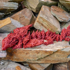 Polymaker Panchroma PLA Starlight Mars 1,0kg 1,75mm